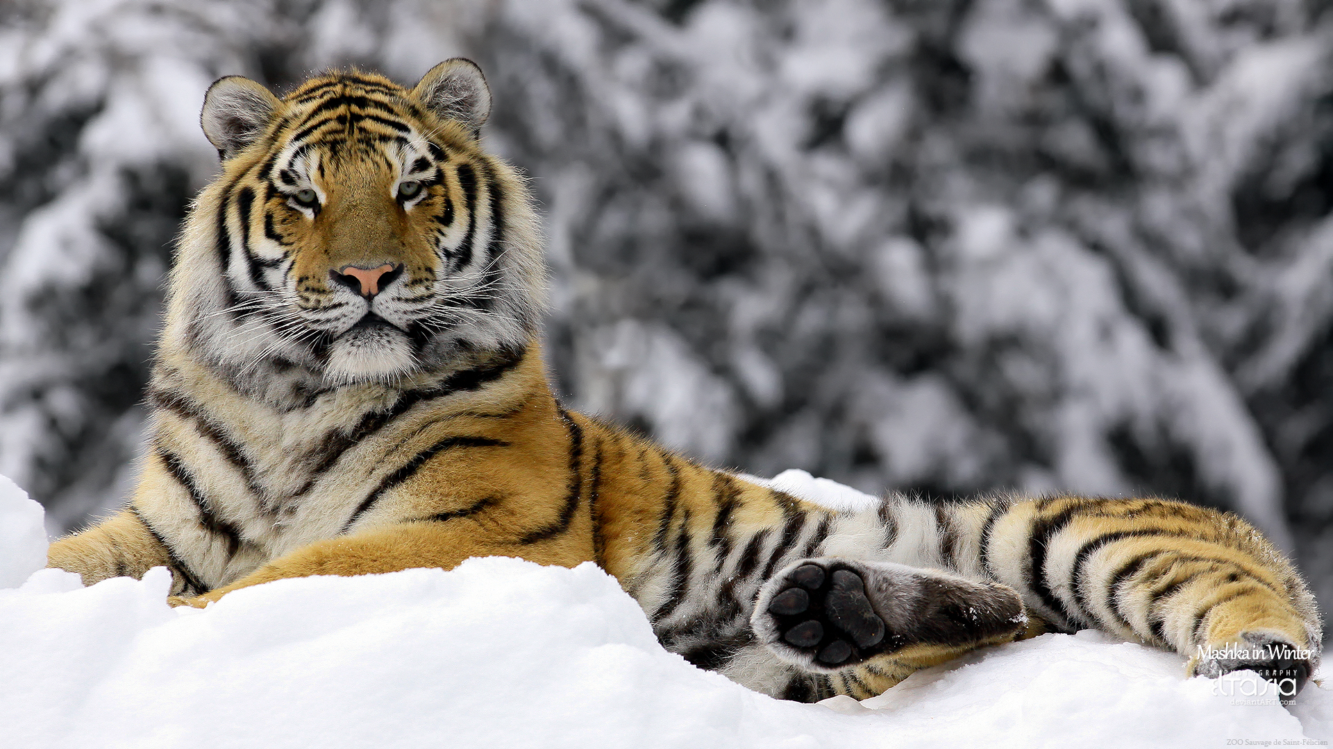 Tiger in Winter9034913600 - Tiger in Winter - Winter, Tiger